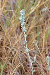 Atriplex powellii powellii