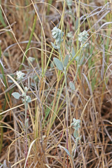 Atriplex powellii powellii