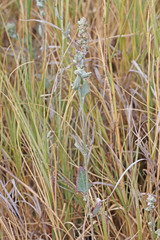Atriplex powellii powellii