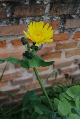 Sonchus