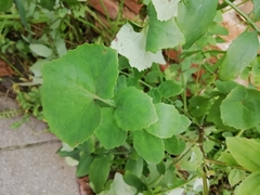 Sonchus
