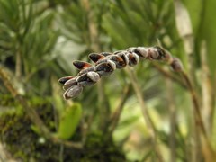 Acianthera saurocephala