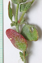 Atriplex powellii powellii