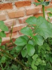 Sonchus