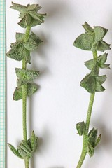 Atriplex powellii powellii