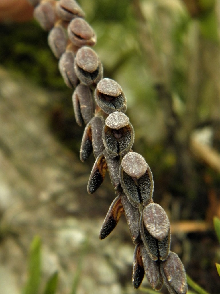 Acianthera saurocephala