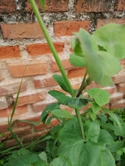 Sonchus