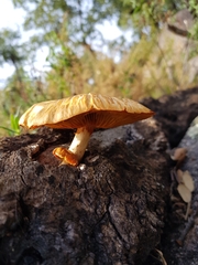 Gymnopilus suberis