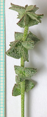 Atriplex powellii powellii