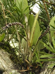 Acianthera saurocephala