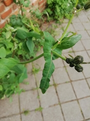 Sonchus