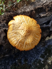 Gymnopilus suberis