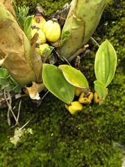 Bifrenaria