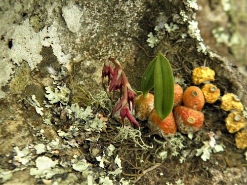 Bulbophyllum bidentatum (Barb.Rodr.) Cogn. 3