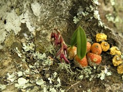 Bulbophyllum bidentatum