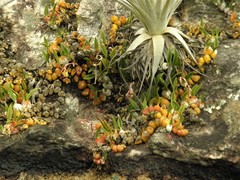 Bulbophyllum bidentatum