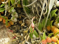 Bulbophyllum bidentatum