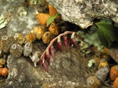 Bulbophyllum bidentatum