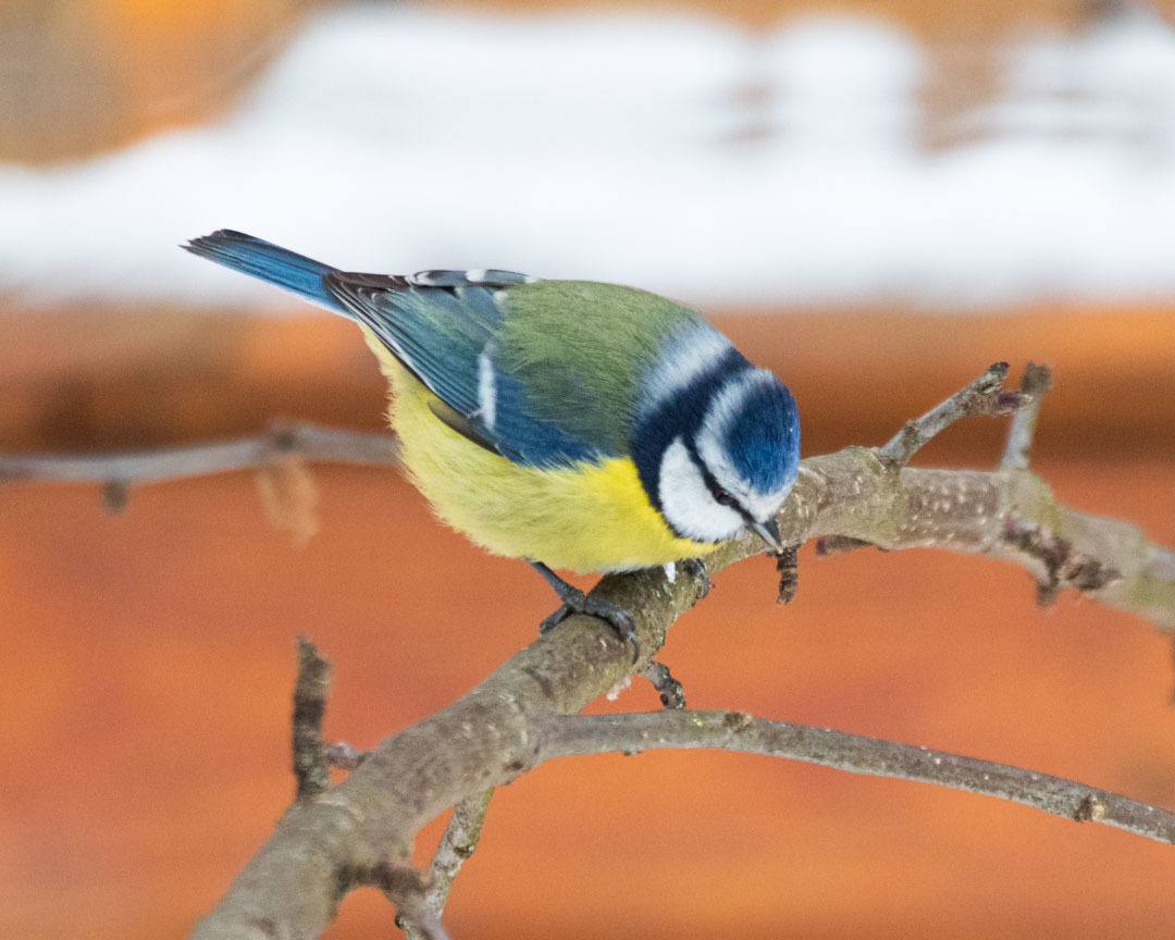 Eurasian Blue Tit (Cyanistes caeruleus)