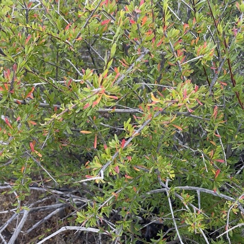 Image of Tetracoccus capensis by (c) Bill Levine, some rights reserved (CC BY)
