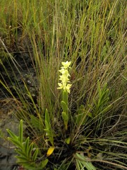 Epidendrum dendrobioides