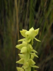 Epidendrum dendrobioides
