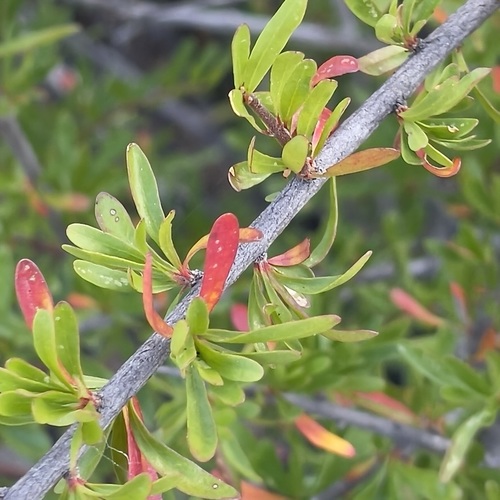 Image of Tetracoccus capensis by (c) Bill Levine, some rights reserved (CC BY)