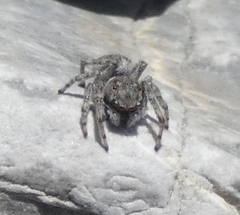 Attulus distinguendus