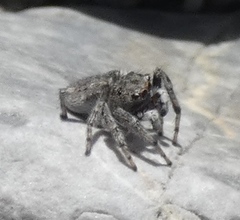 Attulus distinguendus