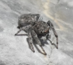 Attulus distinguendus