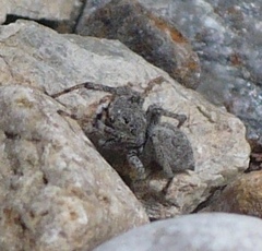 Attulus distinguendus