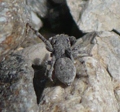 Attulus distinguendus