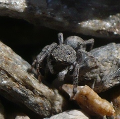 Attulus distinguendus