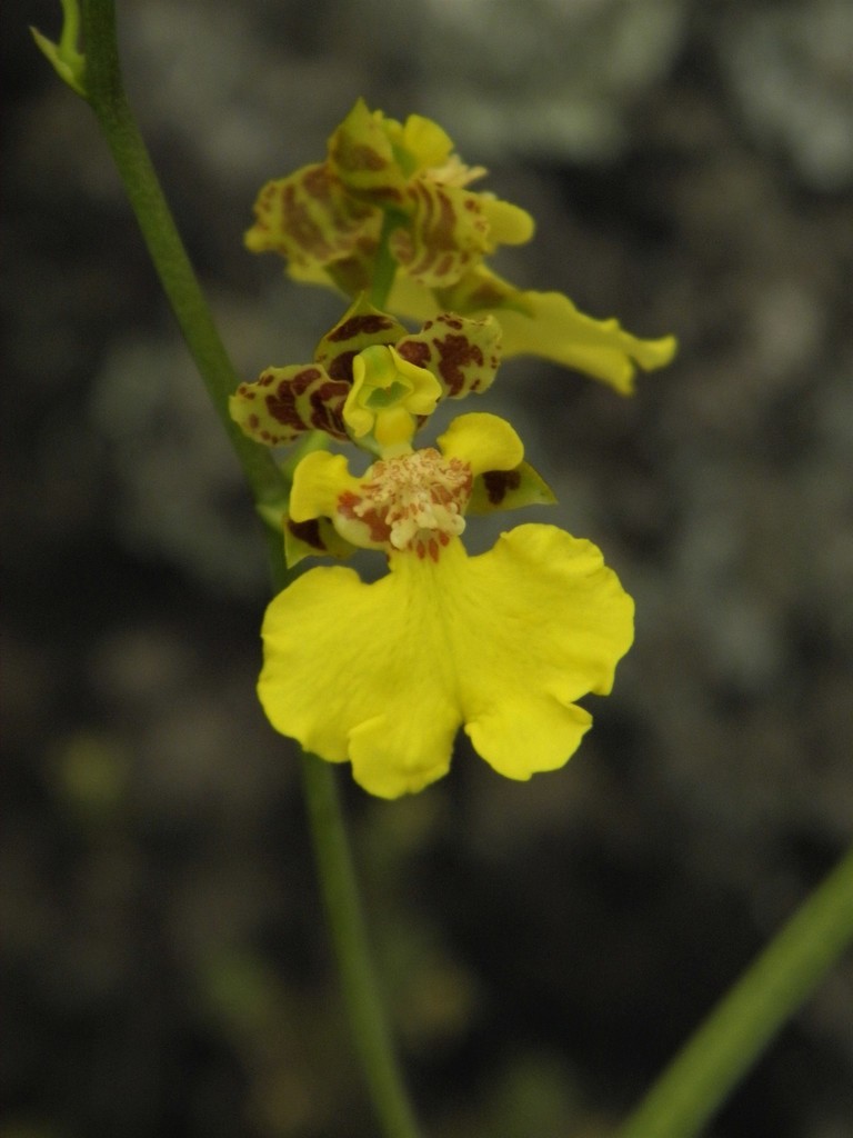 Gomesa ramosa