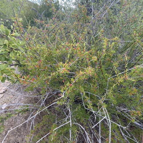 Image of Tetracoccus capensis by (c) Bill Levine, some rights reserved (CC BY)