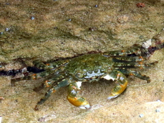Grapsus fourmanoiri