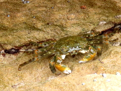 Grapsus fourmanoiri