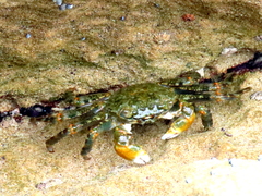 Grapsus fourmanoiri