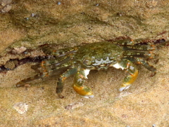 Grapsus fourmanoiri