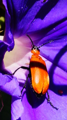 Tetraonyx frontalis