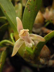 Maxillaria pendens
