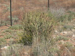 Euphorbia mauritanica