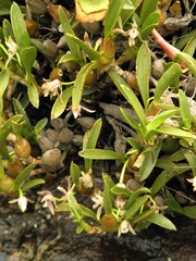 Maxillaria pendens