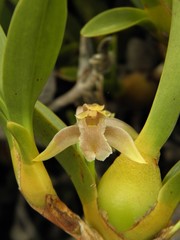 Maxillaria pendens