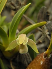 Maxillaria pendens