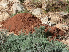 Cryptomys hottentotus