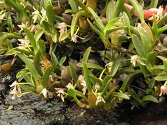 Maxillaria pendens
