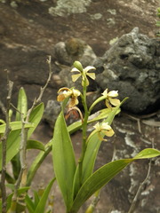 Prosthechea vespa