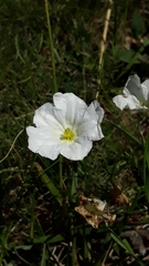 Nierembergia rigida