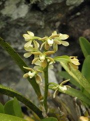 Prosthechea vespa